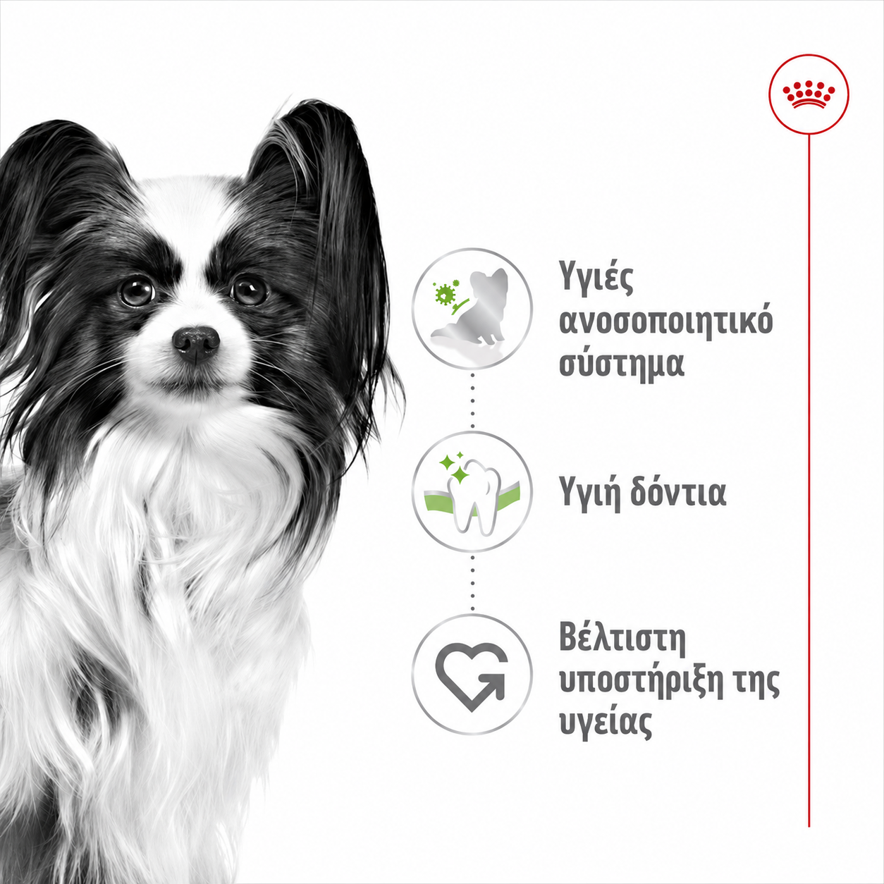 Royal Canin X-Small Adult Ξηρά Τροφή για Ενήλικους Σκύλους Πολύ Μικρόσωμων Φυλών - Image 3