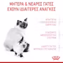 Royal Canin Mother & Babycat Ξηρά Τροφή για Γάτα & Γατάκια - Image 3
